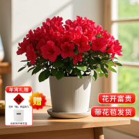 京东鲜花 杜鹃花盆栽 源头直发