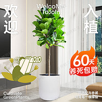 植男植女琴叶榕盆栽绿植室内客厅落地大型易活乔迁新居入户好养源头直发