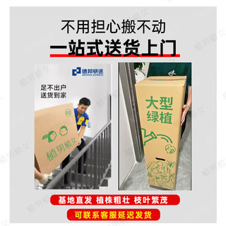 植男植女琴叶榕盆栽绿植室内客厅落地大型易活乔迁新居入户好养源头直发
