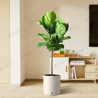 植男植女琴叶榕盆栽绿植室内客厅落地大型易活乔迁新居入户好养源头直发