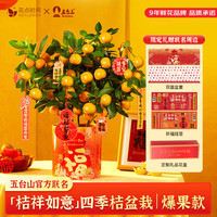 花点时间 REFLOWER四季桔年桔绿植花卉客厅盆栽办公室新年装饰摆件年货节礼盒