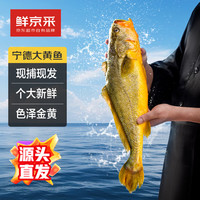 鲜京采【冰鲜】宁德黄花鱼4斤4条 现捕现发 宁德大黄鱼 年货 源头直发