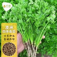 长耕抗热香菜种子大叶芫荽种子庭院阳台盆栽易种蔬菜种子香菜种籽 澳洲四季香菜10克(约1000粒)