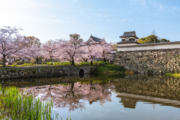这价格合适,去赏日本早樱刚好!上海直飞日本九州佐贺4-6天自由行(含往返机票+首/末晚住宿)