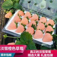 松筱【空运】淡雪草莓白粉色草莓日本引进新鲜水果元宵品物盒 精品礼盒丨4盒1000g【橙色淡雪】