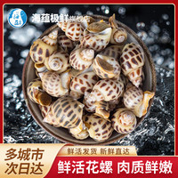 海蕴极鲜【活鲜】鲜活花螺 新鲜烧烤食材年货 大号 2500g (150-200只左右)