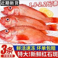 卖鱼七郎冰岛新鲜特大深海红石斑鱼900-1100g/条红大眼鱼超大整箱