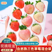 京地达山东奶油粉玉淡雪三色草莓净重1斤装250g*2盒单果15g起源头直发 三色草莓精品1斤装【250g*2盒】