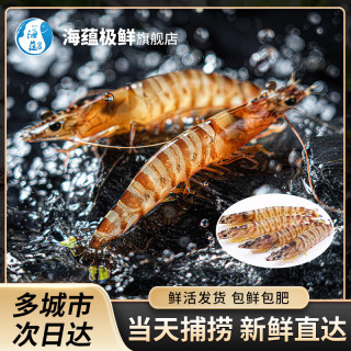 海蕴极鲜【活鲜】鲜活 九节虾花虾新鲜活虾烧烤食材年货送礼