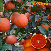 玥缪 种苗橙子树苗  嫁接苗南方种植地栽当年结果  嫁接血橙树苗 塔罗科血橙 2年苗好成活