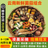 知鲜之鲜见手青云南新鲜【空运次日达】红葱牛肝菌云南野生鸡枞菌 珍稀野生菌组合 500g