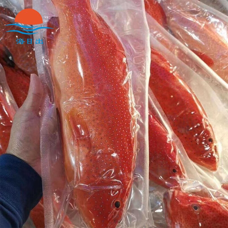 潮海堂 深海 (去肚去腮)海鲜冷冻瓜子鱼斑鱼生鲜鱼类年货送礼  净重