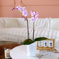 朵屿花间 蝴蝶兰盆栽带花苞客厅年销花卉
