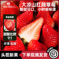 满范源大凉山牛奶草莓非丹东99红颜露天草莓新鲜水果年货送礼盒高档  净重