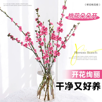 篱趣 鲜切桃花枝新春年宵室内插花水养花卉植物秋冬花材遇水开花迎春花 桃枝/60-75CM