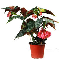 畅微 竹节海棠花盆栽 花卉绿植 海棠花苗盆栽 竹节秋海棠 大叶斑点四季斑叶竹节秋海棠花苗 净化空气 竹节海棠 2年苗
