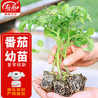 农耕潍育 普罗旺斯番茄苗粉果番茄秧苗蔬菜苗 普罗旺斯苗6颗源头直发包邮