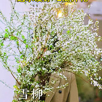 八芽 重瓣雪柳干枝支鲜枝 精品雪柳10支 不含盆