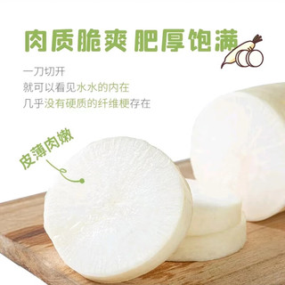 诸氏橙品【有机】白萝卜 新鲜现挖白心萝卜 可生吃凉拌百搭有机蔬菜 【有机白萝卜】 10斤 实惠齐享装