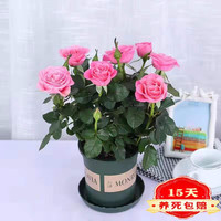 歆妍 带花苞玫瑰花盆栽 钻石玫瑰四季开花观花绿植室内阳台庭院带盆栽好四季开花 深粉玫瑰