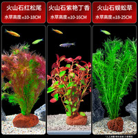 疯狂水草 crazy aquatic plants水草植物直接入缸火山石养鱼缸红松尾紫艳丁香蜈蚣草源头直发