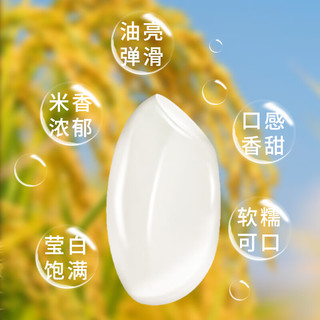 宴到府 大米 2024年新米 粳米