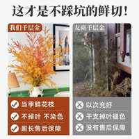 千层金鲜花黄金香柳干花花束香松鲜切花绿植真花水培云南基地直发