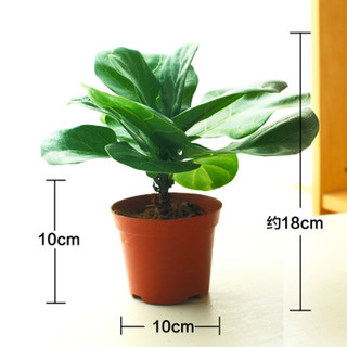 琴叶榕树苗办公室大型绿植盆栽绿色观叶植物盆景花卉 琴叶榕15厘米左右单颗 不含盆