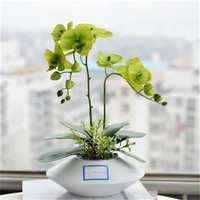 听雪楼 大花蝴蝶兰盆栽花苗植物绿植盆景 绿苹果 3年苗