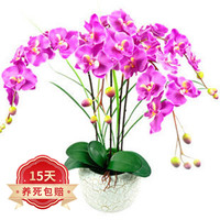阿木木蝴蝶兰盆栽花苗室内观花植物桌面阳台年宵花卉四季开花绿植花卉 紫蝶蝴蝶兰+透明原盆+原土