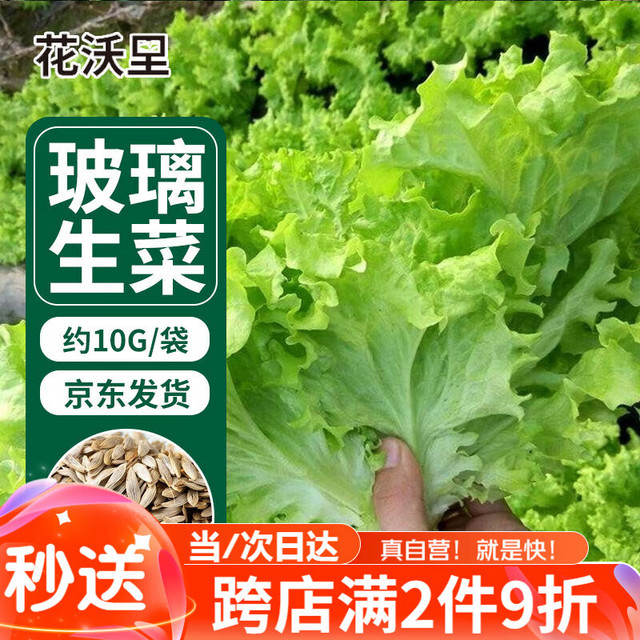 花沃里 玻璃生菜种子10g/包 蔬菜种子四季绿叶菜籽阳台种植盆栽庭院田间