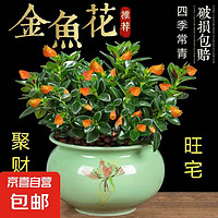 京喜 JX 四季常青金鱼花吊兰盆栽室内绿植花卉多肉植物发财树好养易活客厅 金鱼吊兰【整盆20-30颗】原盆土