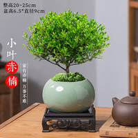 开时果 小叶赤楠盆景摆件 办公室桌面绿植花卉好养盆栽植物源头直发 【款】哥窑浅绿盆+苔藓+底座 赤楠（哥窑浅绿盆+苔藓+底座）