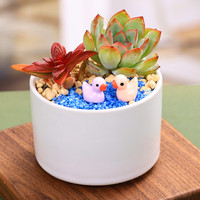 塔可可 DR-木盒套餐 多肉组合盆栽 白色圆陶瓷盆彩色小鸭 含盆