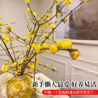 腊梅花鲜花水养鲜切花干枝蜡梅鲜花年宵花卉水培植物花束客厅摆设