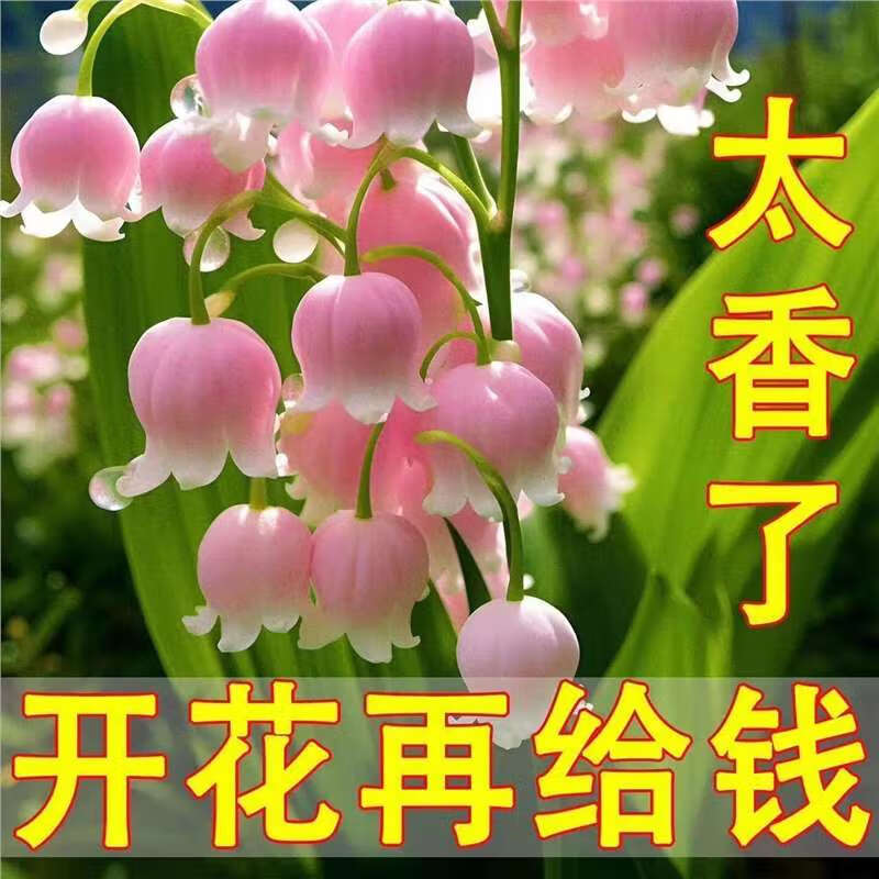 琼花玉叶【精品铃兰】四季开花铃兰花苗带芽浓香型花卉多年生耐寒植物 精品铃兰#【冰蓝色浓香型】+1苗