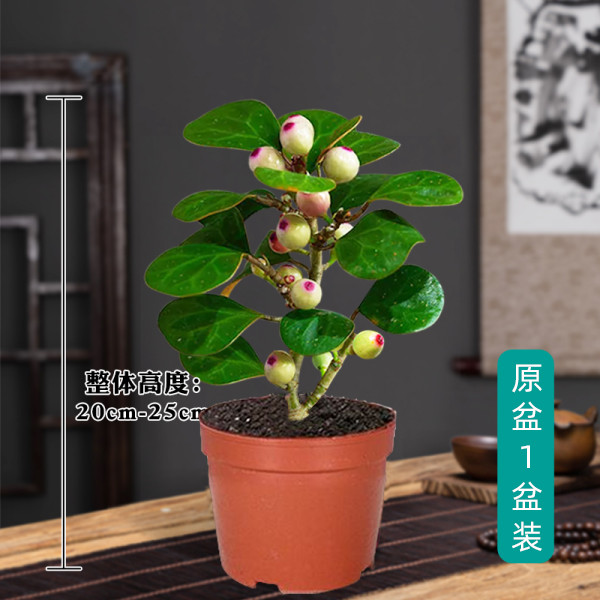 牵鲜 菩提盆栽 小盼菩提 A级带果 30厘米