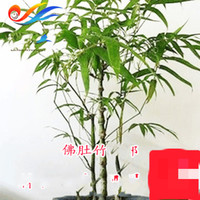 中梦绿植佛肚竹苗 佛肚竹盆栽 罗汉竹 葫芦竹 状如佛肚//室内植物z9 一年苗 不含盆