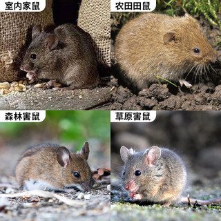 鼠道难高效老鼠药灭老鼠家用一窝锅端耗子杀鼠剂灭鼠神器20包