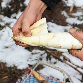 时味季春笋临安天目山雷笋5斤大号新鲜现挖野生雷竹笋冬笋苦笋毛笋 3斤 2-3两【中果】