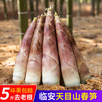 时味季春笋临安天目山雷笋5斤大号新鲜现挖野生雷竹笋冬笋苦笋毛笋 10斤 3-6两【大果】
