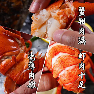 渔传播鲜活波士顿龙虾450-500g*2只7仓