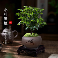 开时果 小叶紫檀盆栽桌面绿植黑骨茶 好养活办公室植物盆景源头直发 【热销款】小叶紫檀（舍得紫砂盆+苔藓+底托）