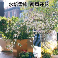 开时果 雪柳鲜枝干支带花芽 水培鲜花室内植物水养开花卉插花盆栽 A级带芽雪柳20枝60-80cm+保鲜剂 （带花芽雪柳-花开似雪）