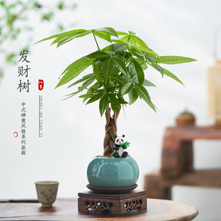 八芽盆栽发财树植物室内禅意招财树盆景办公室桌面绿植源头直发 辫子发财树-圆肚盆-熊猫-密胺托 含盆