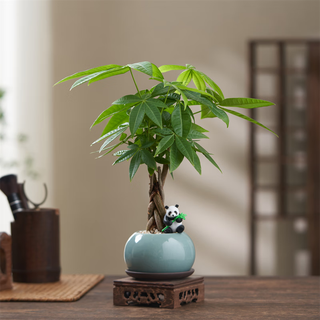 八芽盆栽发财树植物室内禅意招财树盆景办公室桌面绿植源头直发 辫子发财树-圆肚盆-熊猫-密胺托 含盆