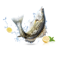 鲜京采冰鲜白蕉海鲈鱼(共) 地标产品 国产 生鲜年货 源头直发