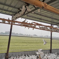 欧利隆鸽子蛋新鲜五谷喂养白鸽蛋宝宝儿童营养 30枚   超大个 （760克）