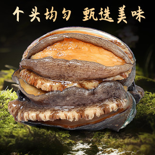 新鲜鲍鱼鲜活超大海鲜水产生鲜活特大加热即食干小鲍鱼捞汁饭
