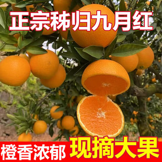 秭归脐橙湖北宜昌 纽荷尔 新鲜橙子水果 当季现摘产地直发礼盒 精品果8.5斤 单果(140g左右)